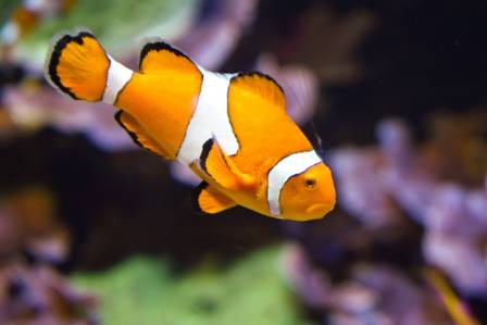 The Fascinating World of Clownfish and Their Underwater Partnerships
