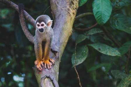 The Most Diverse Primate Genus