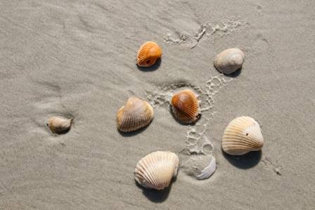 Sanibel Island Shelling – The World’s Best Shelling