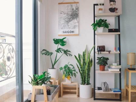 Easy Houseplants for Beginners