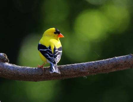 The Late Blooming Summer Breeder: The American Goldfinch