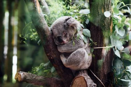 Facts About Koalas