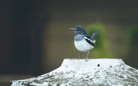 10 Types of Small Birds You Might Spot in Your Backyard