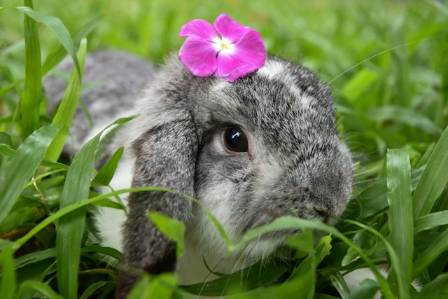 Lops Are Mellow and Other Myths