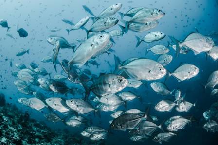 Top 10 Easy-to-Care-For Saltwater Fish