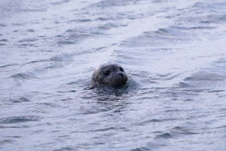 A Comprehensive Manual for Observing Harbor Seal Offspring in California