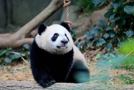 Fun Pandas Facts You Didn't Know