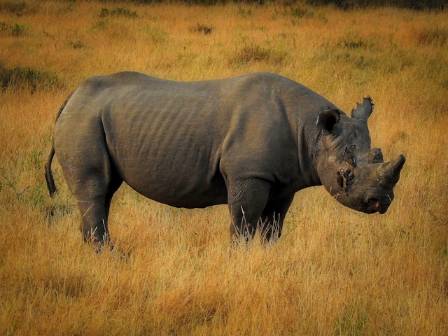 The Vital Ecological Contribution of Rhinos