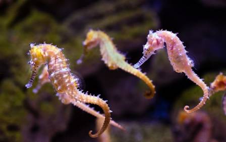 Fascinating Seahorse Facts