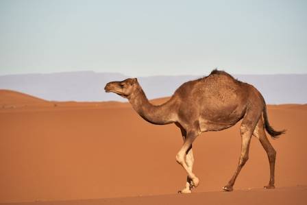 Fun facts about camels