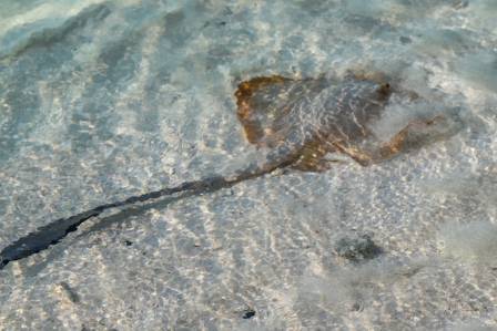 Ghosts of the Seabed: The Elusive Southern Stingray
