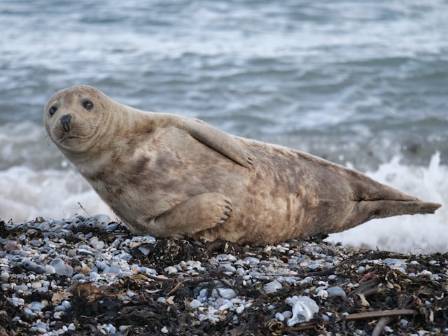 5 Interesting Facts About Seals