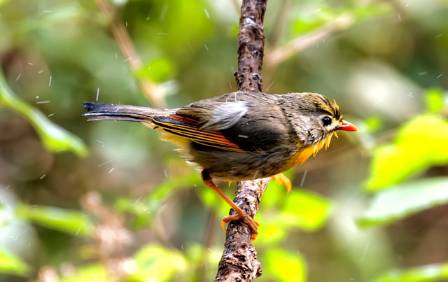 Comprehensive Profile of the Red-billed Leiothrix