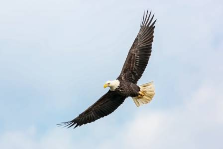   10 Fascinating Insights About the Bald Eagle