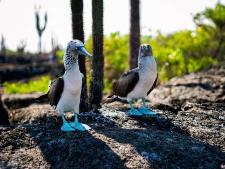 Why do boobies have blue feet?