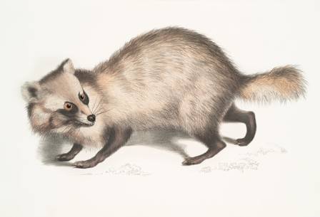 How to Draw a Raccoon Face Step by Step