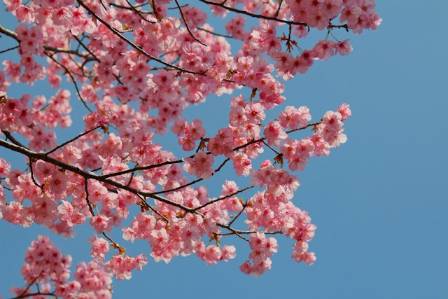 Peach Blossom: The Best Beautiful Flower