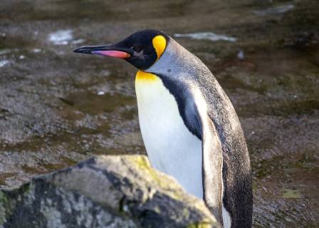 Fascinating Facts About Emperor Penguins
