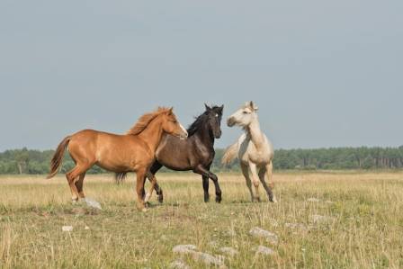 Horse care