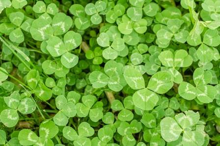 Clover: Flower or Weed?