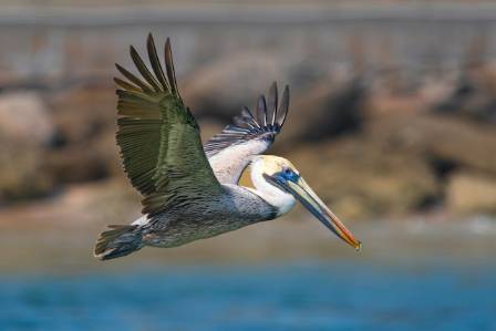 A bird flying close to the water's surface