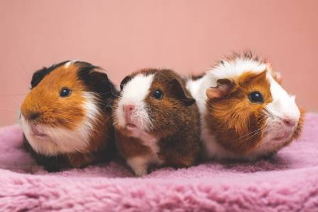 7 Things You Must Know Before Keeping a Hamster