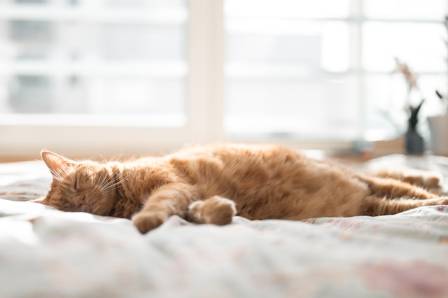 Understanding Your Sleepy Cat