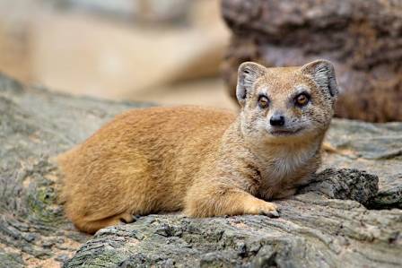 Getting to Know the Remarkable Mongoose