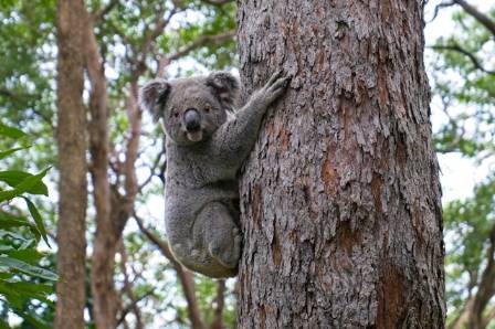 Facts about koalas!