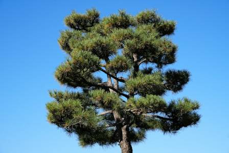 Austrian Black Pine: A Beautiful Tree with a Troubled Future
