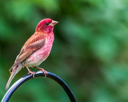 Pink-browed Rosefinch