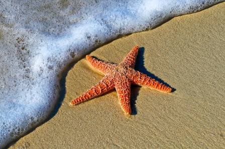 Seven Extraordinary Facts About Sea Stars