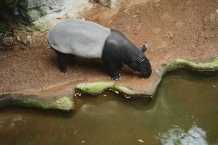 Tapirs: Ancient Relatives of Horses and Rhinos