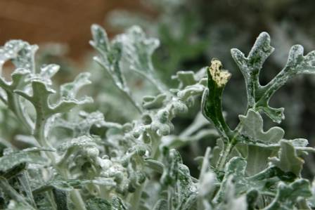 Dusty miller: A dependable choice for Louisiana’s cool-season gardens