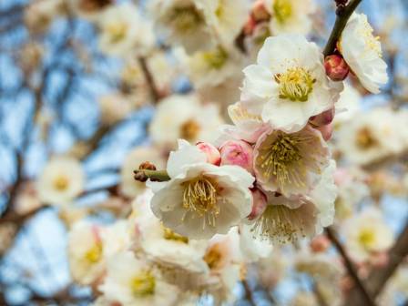 Plum Blossoms: The Best Early Spring Flower