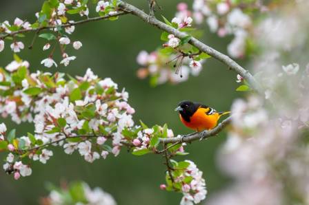 Bullock’s Oriole: The Brilliant Songbird with a Hanging Nest