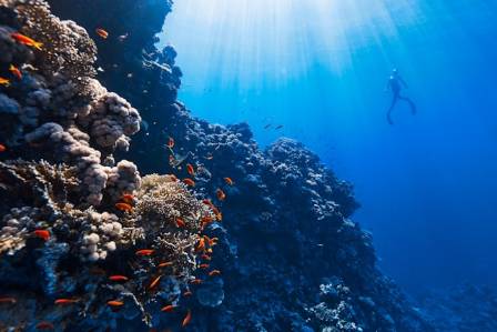 The Great Barrier Reef: A Natural Wonder Facing Change and Recover