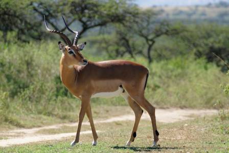 Comprehensive Guide to the Characteristics and Taxonomy of Antelopes