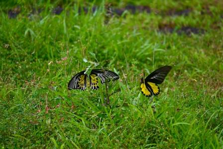 Top 9 Most Stunning Butterflies Around the Globe