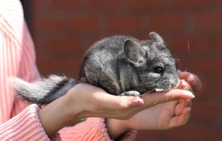 The Most Wonderful Pets: Five Reasons Chinchillas Shine