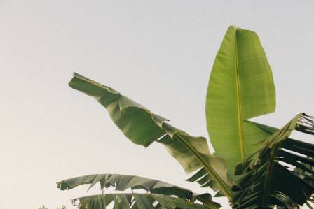 Learn More About Banana Leaf