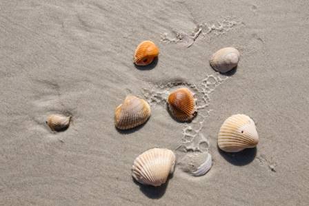Amazing Shell Beaches Around the World
