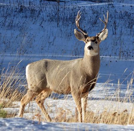 Key Facts about dears