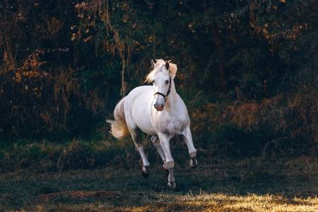 The Incredible Evolution and True History of the Noble Horse